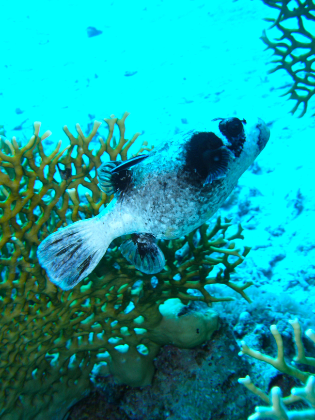 Masked puffer - Arothron diadematus Hamata, Egypt. Arothron diadematus,Egypt,Fall,Geotagged