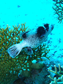 Masked puffer - Arothron diadematus Hamata, Egypt. Arothron diadematus,Egypt,Fall,Geotagged