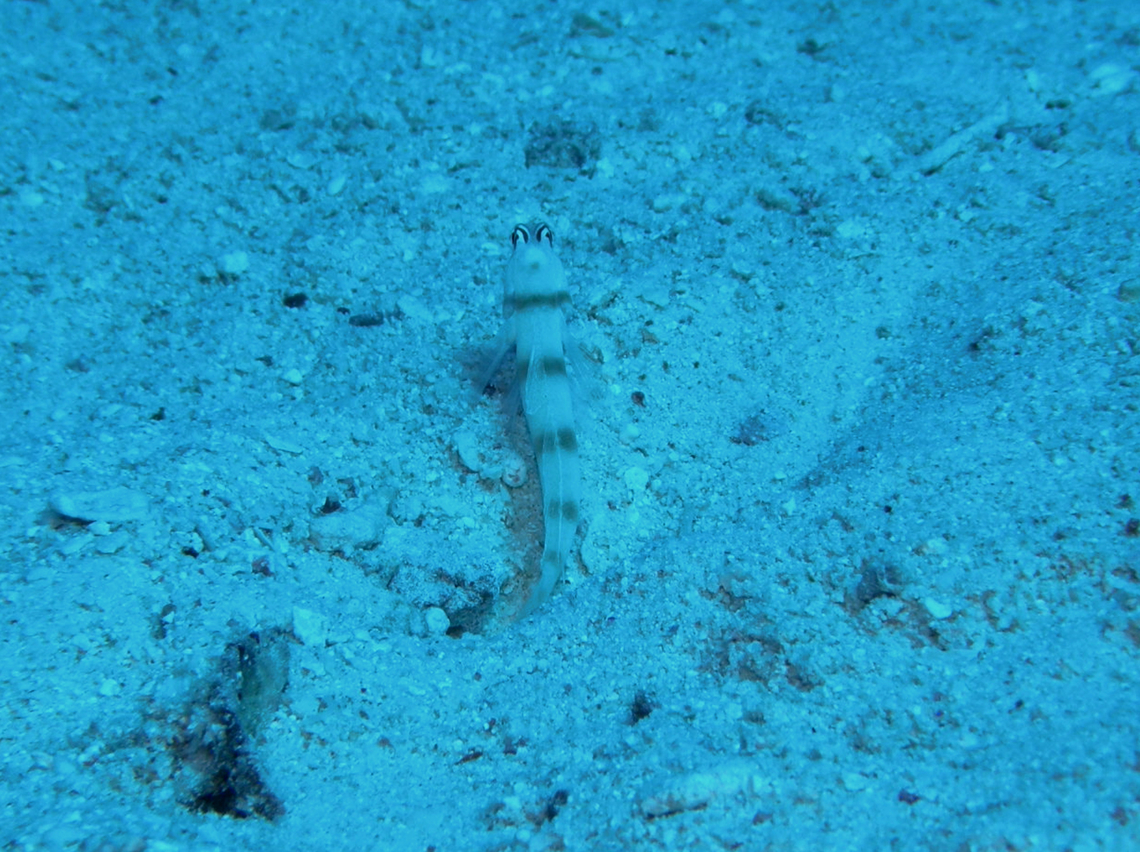 Steinitz's Shrimpgoby - Amblyeleotris steinitzi Hamata, Egypt. Amblyeleotris steinitzi,Egypt,Fall,Geotagged,Steinitz's Shrimpgoby