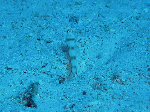 Steinitz's Shrimpgoby - Amblyeleotris steinitzi Hamata, Egypt. Amblyeleotris steinitzi,Egypt,Fall,Geotagged,Steinitz's Shrimpgoby