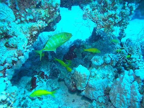Orange-spotted trevally - Carangoides bajad Hamta, Egypt. Carangoides bajad,Egypt,Fall,Geotagged,Orange-spotted trevally