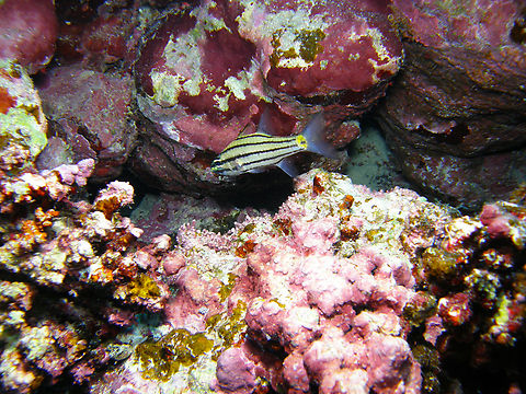 Five-lined cardinalfish - Cheilodipterus quinquelineatus Hamata, Egypt. Cheilodipterus quinquelineatus,Egypt,Fall,Five-lined cardinalfish,Geotagged