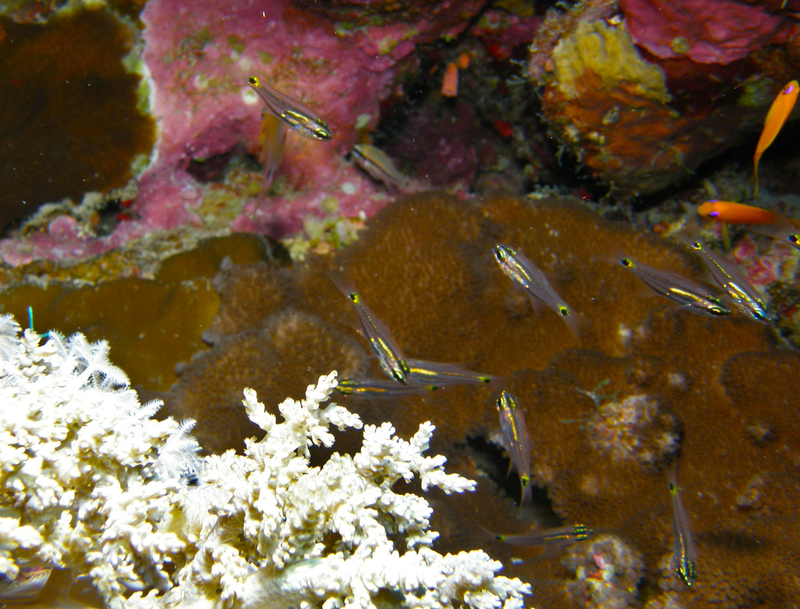Two-Line Cardinalfish - Taeniamia bilineata Hamata, Egypt. Egypt,Fall,Geotagged,Taeniamia bilineata,Two-Line Cardinalfish