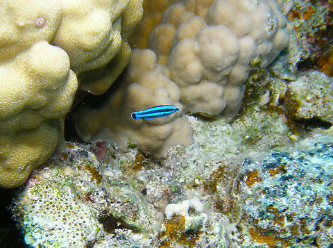 Four-line wrasse - Larabicus quadrilineatus Hamata, Egypt. Egypt,Fall,Four-line wrasse,Geotagged,Larabicus quadrilineatus