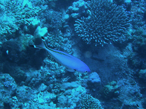 Suez fusilier - Caesio suevica Hamata, Egypt. Caesio suevica,Egypt,Fall,Geotagged