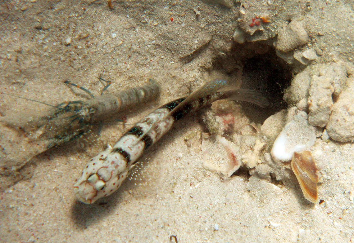 Harlequin prawn-goby - Cryptocentrus caeruleopunctatus With bulldozer shrimp partner.<br />
Hamata, Egypt.       Cryptocentrus caeruleopunctatus,Egypt,Fall,Geotagged