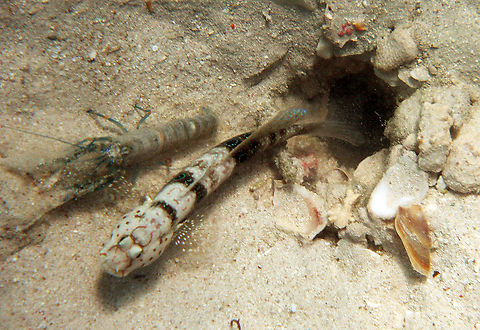 Harlequin prawn-goby - Cryptocentrus caeruleopunctatus With bulldozer shrimp partner.
Hamata, Egypt.       Cryptocentrus caeruleopunctatus,Egypt,Fall,Geotagged