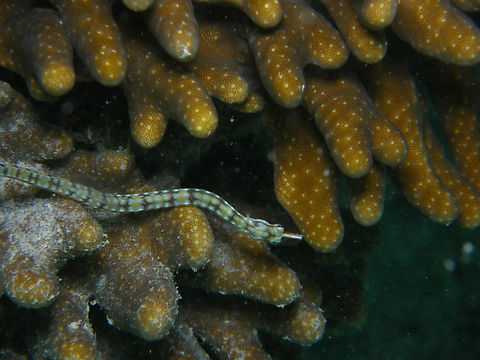 Network pipefish - Corythoichthys flavofasciatus Hamata, Egypt. Corythoichthys flavofasciatus,Egypt,Fall,Geotagged,Network pipefish
