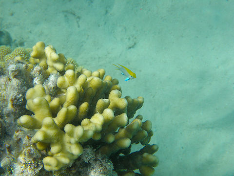 Neoglyphidodon melas Hamata, Egypt. Egypt,Fall,Geotagged,Neoglyphidodon melas