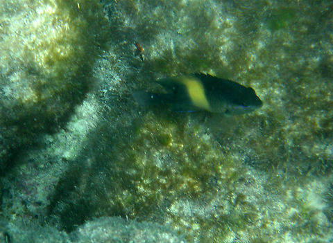 Dusky farmerfish - Stegastes nigricans Hamata, Egypt. Egypt,Fall,Geotagged,Stegastes nigricans