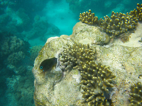 Onespot demoiselle - Chrysiptera unimaculata Hamata, Egypt.  Chrysiptera unimaculata,Egypt,Fall,Geotagged,Onespot demoiselle