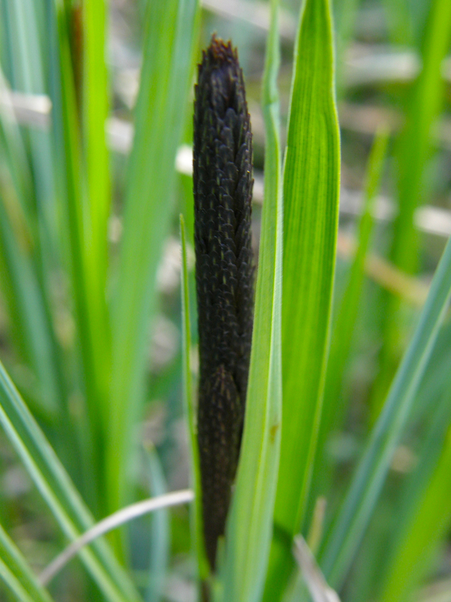Carex acuta Doode Bemde, Belgium. Belgium,Carex acuta,Geotagged,Spring