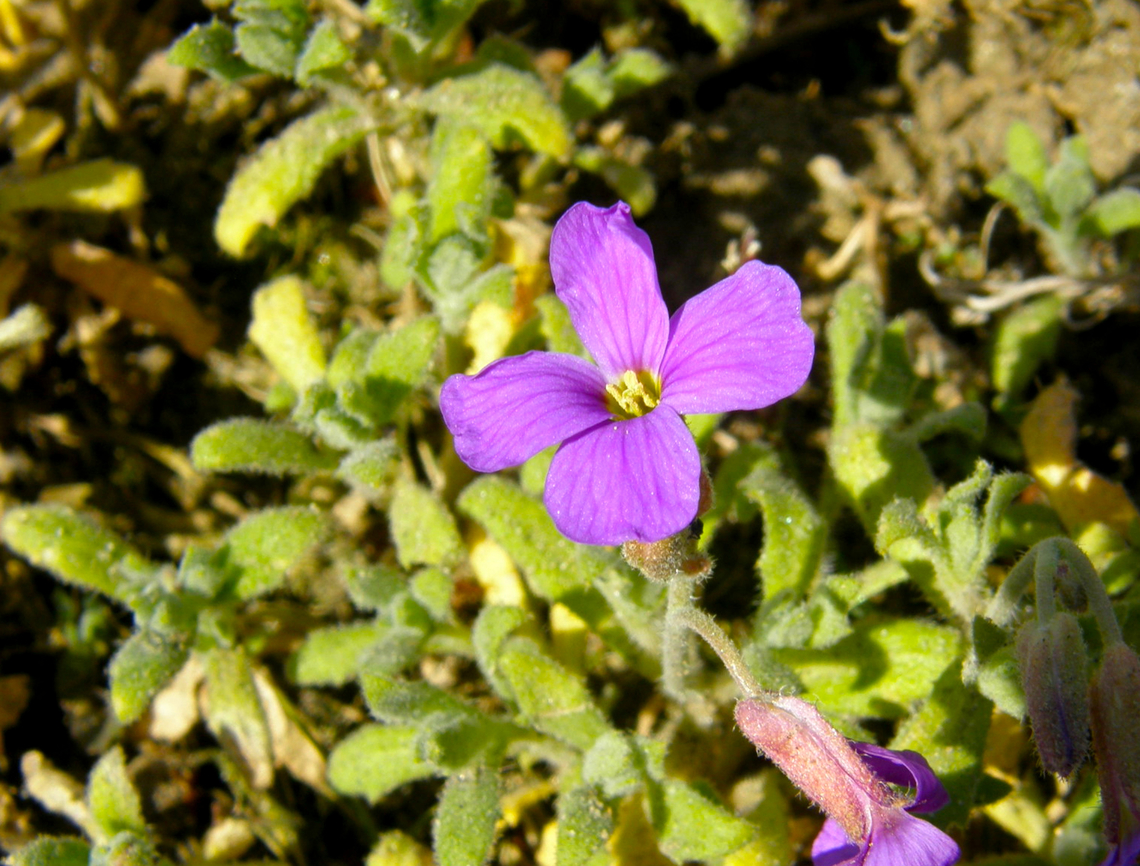 Lilacbush - Aubrieta deltoidea Introduced in Belgium as ornamental and then spread into nature. Aubrieta deltoidea,Belgium,Geotagged,Lilacbush,Spring