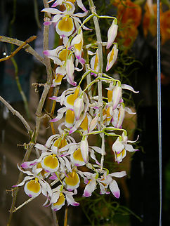 Dendrobium_pendulum Orchid exhibit in the Botanical Garden of Leuven, Belgium. Belgium,Dendrobium pendulum,Geotagged,Pendant Growing Dendrobium,Spring