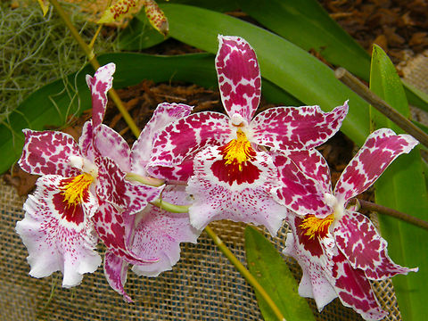 Vuylstekeara Cambria 'Carousel' Orchid exhibit in the Botanical Garden of Leuven, Belgium.  Belgium,Geotagged,Oncidopsis Cambria,Spring,Vuylstekeara Cambria Hybrid Orchid