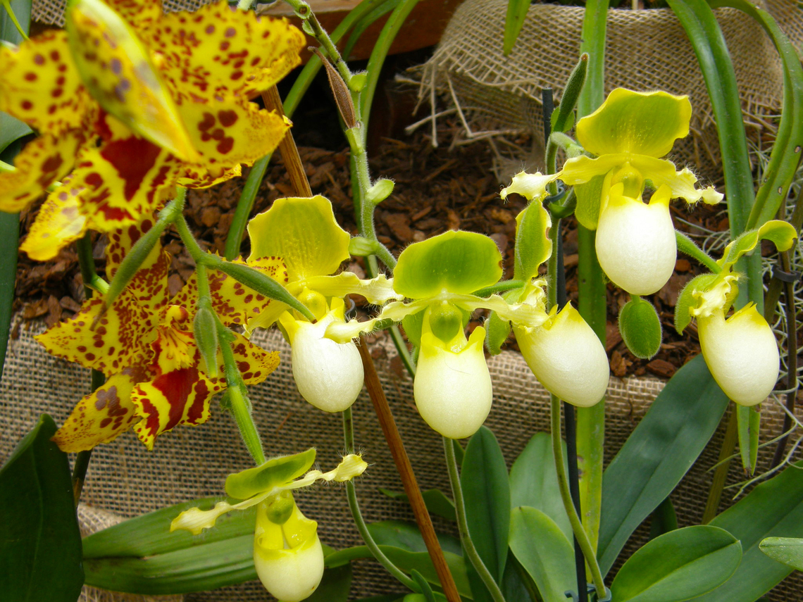 Paphiopedilum primulinum Is the smaller, whitish orchids.<br />
Orchid exhibit in the Botanical Garden of Leuven, Belgium.  Belgium,Geotagged,Paphiopedilum primulinum,Spring