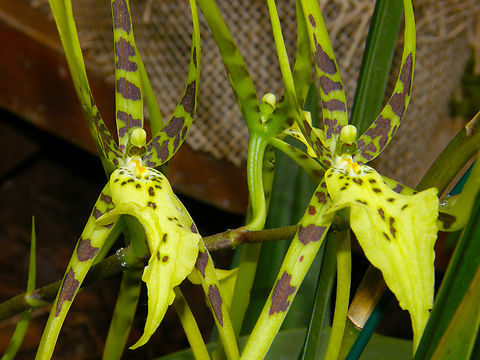 Brassia Spiders Gold Orchid exhibit in the Botanical Garden of Leuven, Belgium.  Belgium,Brassia Spider's Gold,Brassia rex x Brassia gireoudiana &times; Brassia arcuigera,Geotagged,Spring