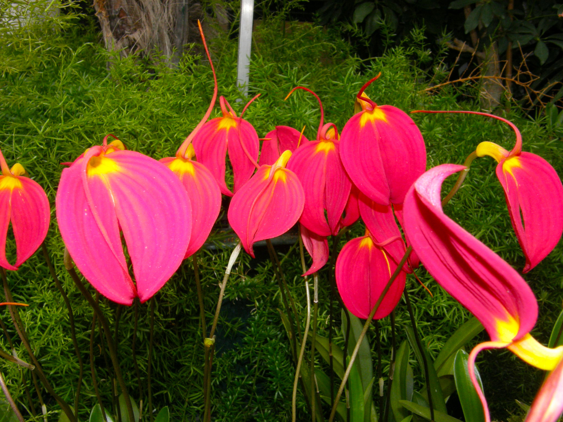 Little Flag - Masdevallia coccinea Orchid exhibit in the Botanical Garden of Leuven, Belgium.  Belgium,Geotagged,Masdevallia coccinea,Spring
