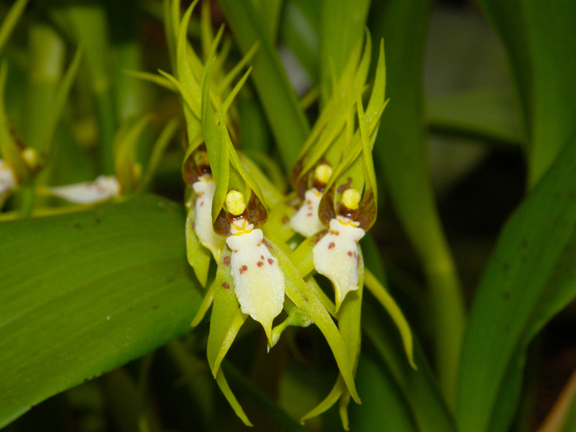 The Shaggy Brassia - Brassia villosa Orchid exhibit in the Botanical Garden of Leuven, Belgium.  Belgium,Brassia villosa,Geotagged,Spring,The Shaggy Brassia