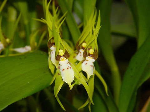 The Shaggy Brassia - Brassia villosa Orchid exhibit in the Botanical Garden of Leuven, Belgium.  Belgium,Brassia villosa,Geotagged,Spring,The Shaggy Brassia