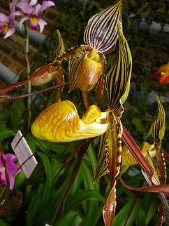 Paphiopedilum glanduliferum Orchid exhibit in the Botanical Garden of Leuven, Belgium.  Belgium,Geotagged,Paphiopedilum glanduliferum,Spring