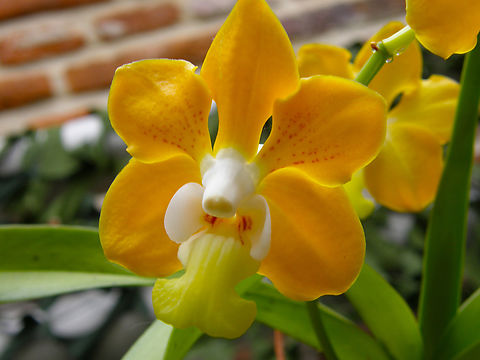 Vanda denisoniana Orchid exhibit in the Botanical Garden of Leuven, Belgium.  Belgium,Geotagged,Spring,Vanda denisoniana
