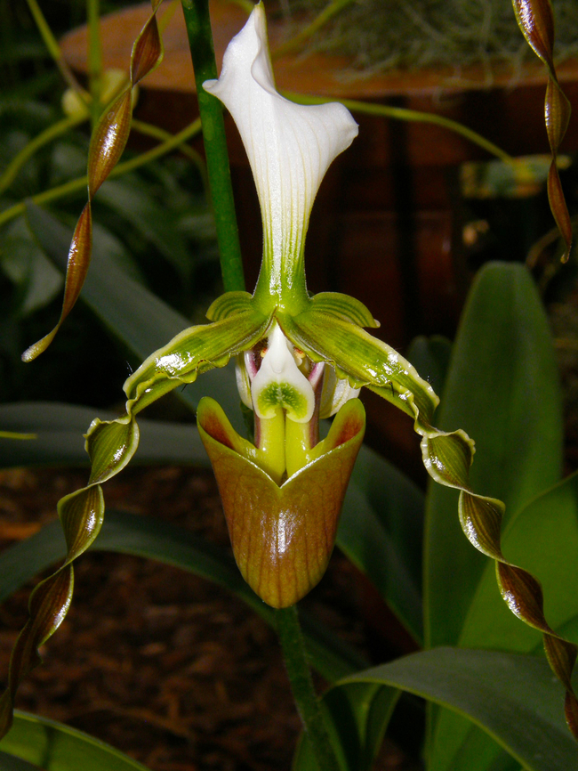 Paphiopedilum dianthum Orchid exhibit in the Botanical Garden of Leuven, Belgium.  Belgium,Geotagged,Paphiopedilum dianthum,Spring