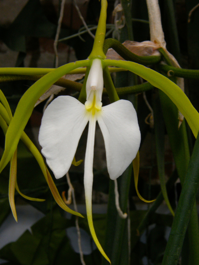 Coilostylis parkinsoniana/Epidendrum parkinsonianum Orchid exhibit in the Botanical Garden of Leuven, Belgium.  Belgium,Coilostylis parkinsoniana,Geotagged,Spring