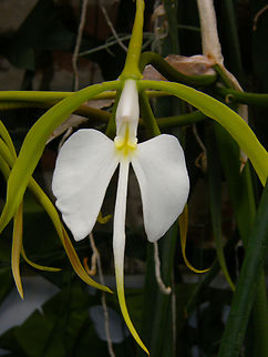 Coilostylis parkinsoniana/Epidendrum parkinsonianum Orchid exhibit in the Botanical Garden of Leuven, Belgium.  Belgium,Coilostylis parkinsoniana,Geotagged,Spring