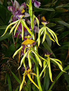 Clamshell Orchid - Prosthechea cochleata Orchid exhibit in the Botanical Garden of Leuven, Belgium.  Belgium,Clamshell Orchid,Geotagged,Prosthechea cochleata,Spring