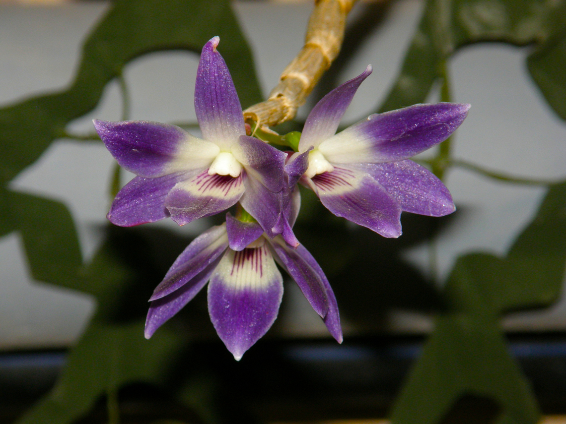 Queen Victorias dendrobium - Dendrobium victoriae-reginae Orchid exhibit in the Botanical Garden of Leuven, Belgium.  Belgium,Dendrobium victoriae-reginae,Geotagged,Queen Victorias dendrobium,Spring