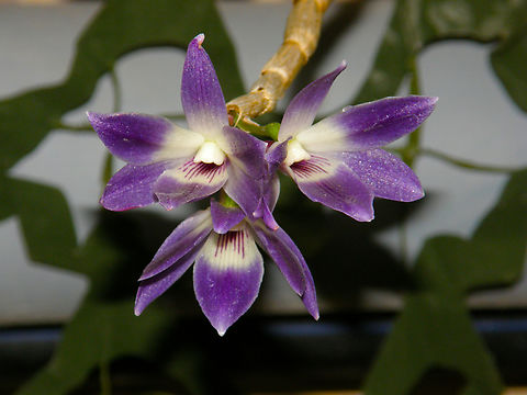 Queen Victorias dendrobium - Dendrobium victoriae-reginae Orchid exhibit in the Botanical Garden of Leuven, Belgium.  Belgium,Dendrobium victoriae-reginae,Geotagged,Queen Victorias dendrobium,Spring