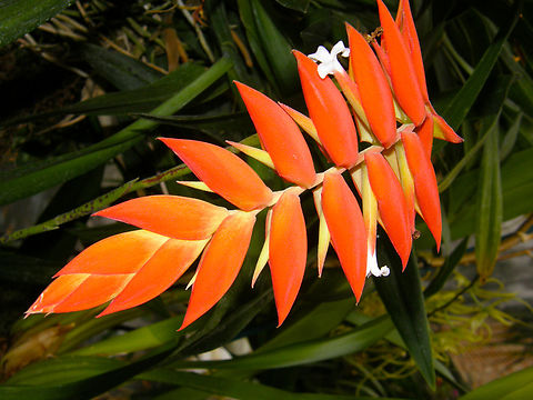 Tillandsia dyeriana Orchid exhibit in the Botanical Garden of Leuven, Belgium.  Belgium,Geotagged,Spring,Tillandsia dyeriana