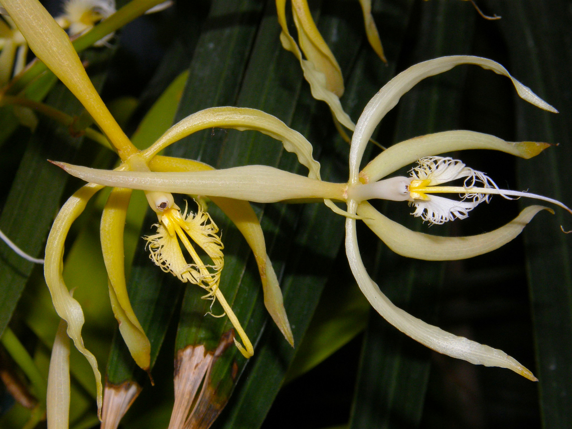 Fringed Star Orchid - Coilostylis ciliaris Orchid exhibit in the Botanical Garden of Leuven, Belgium.  Belgium,Coilostylis ciliaris,Fringed Star Orchid,Geotagged,Spring