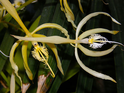 Fringed Star Orchid - Coilostylis ciliaris Orchid exhibit in the Botanical Garden of Leuven, Belgium.  Belgium,Coilostylis ciliaris,Fringed Star Orchid,Geotagged,Spring