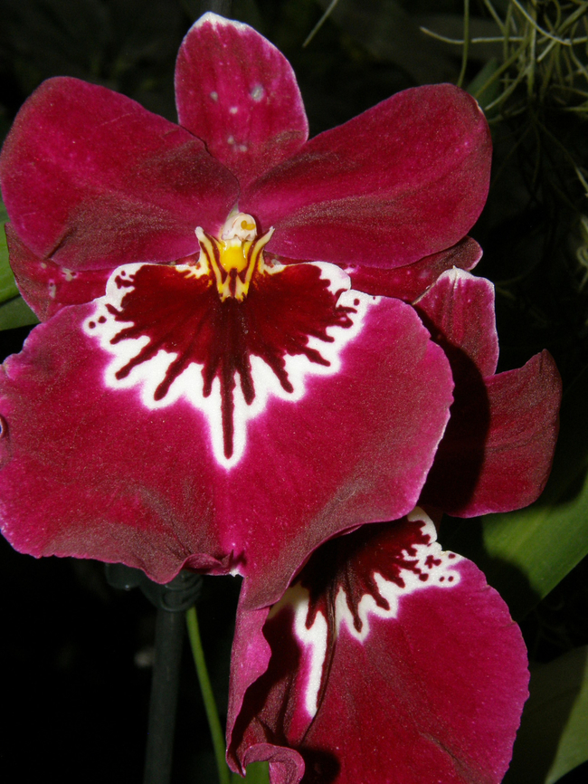 Miltoniopsis phalaenopsis Orchid exhibit in the Botanical Garden of Leuven, Belgium. <br />
I will add the sp later. Belgium,Geotagged,Miltoniopsis phalaenopsis,Orchid Miltoniopsis phalaenopsis,Spring