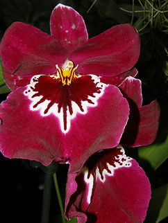 Miltoniopsis phalaenopsis Orchid exhibit in the Botanical Garden of Leuven, Belgium. 
I will add the sp later. Belgium,Geotagged,Miltoniopsis phalaenopsis,Orchid Miltoniopsis phalaenopsis,Spring