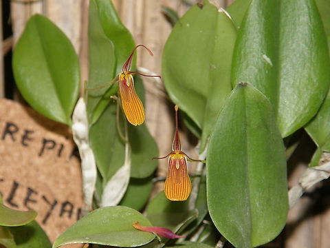 Antennae-carrying restrepia - Restrepia hemsleyana Orchid exhibit in the Botanical Garden of Leuven, Belgium.  Antennae-carrying restrepia,Belgium,Geotagged,Restrepia antennifera,Spring