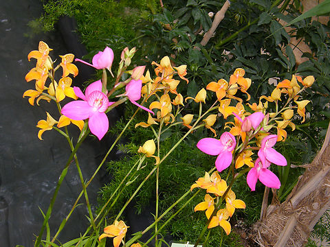 Disa uniflora Orchid exhibit in the Botanical Garden of Leuven, Belgium.  Belgium,Disa uniflora,Geotagged,Spring
