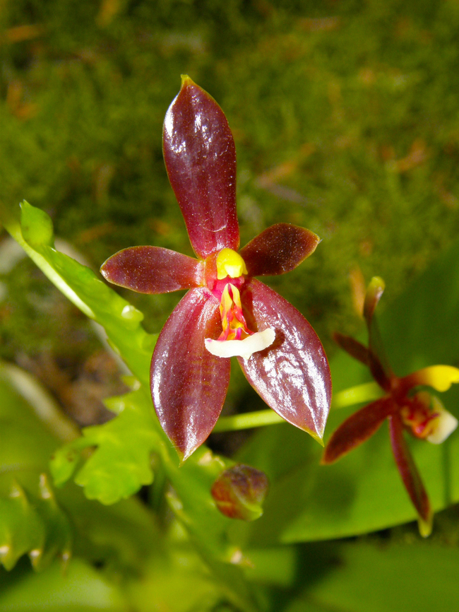 Phalaenopsis cornu-cervi var chattaladae Orchid exhibit in the Botanical Garden of Leuven, Belgium.  Belgium,Geotagged,Phalaenopsis cornu-cervi var. chattaladae,Spring