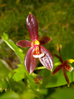 Phalaenopsis cornu-cervi var chattaladae Orchid exhibit in the Botanical Garden of Leuven, Belgium.  Belgium,Geotagged,Phalaenopsis cornu-cervi var. chattaladae,Spring