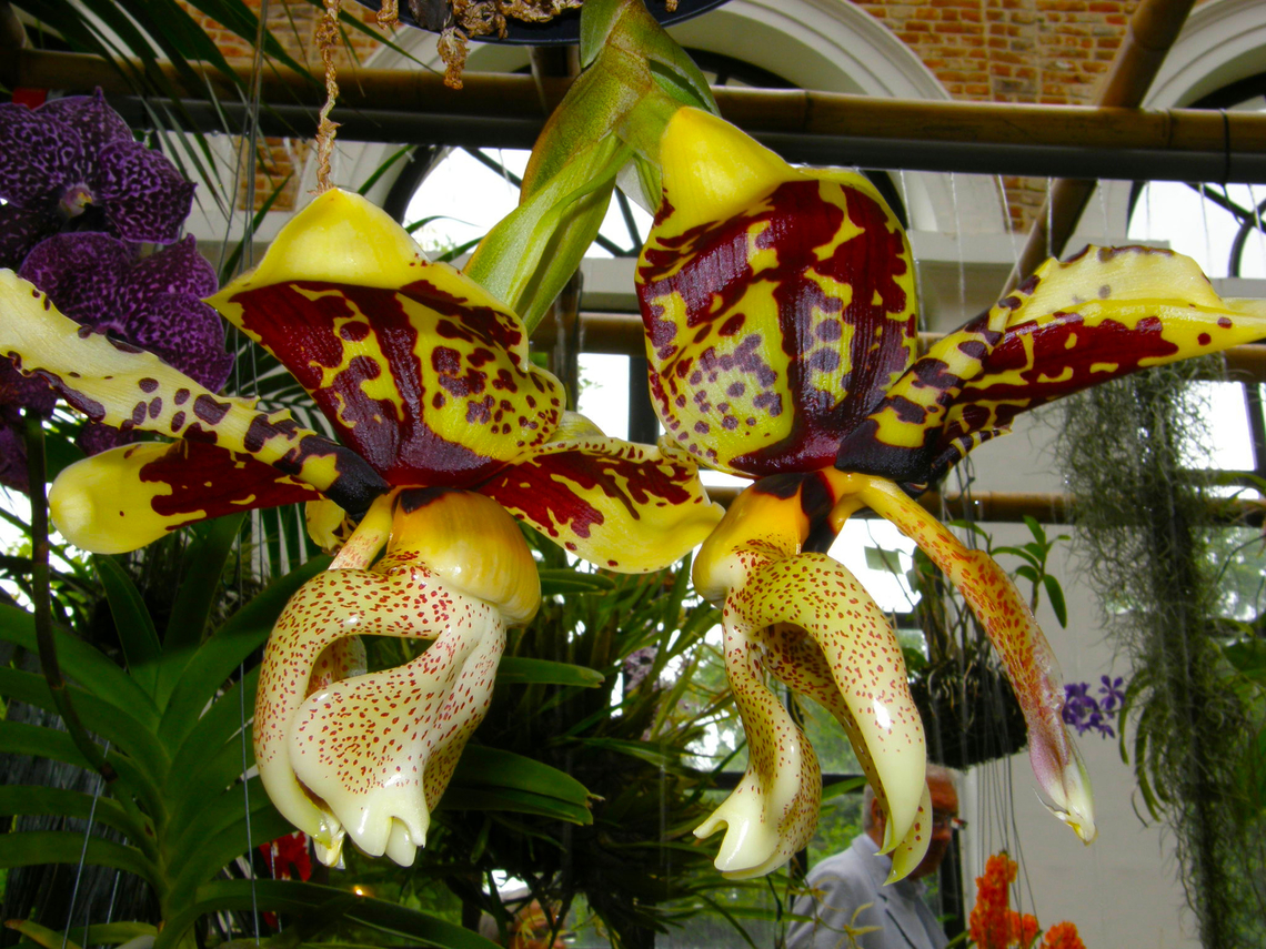 Stanhopea tigrina Orchid exhibit in the Botanical Garden of Leuven, Belgium.  Belgium,Geotagged,Spring,Stanhopea tigrina