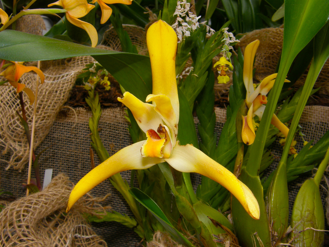 Maxillaria luteoalba Orchid exhibit in the Botanical Garden of Leuven, Belgium.  Belgium,Geotagged,Maxillaria luteoalba,Maxillaria luteoalba orchid,Spring