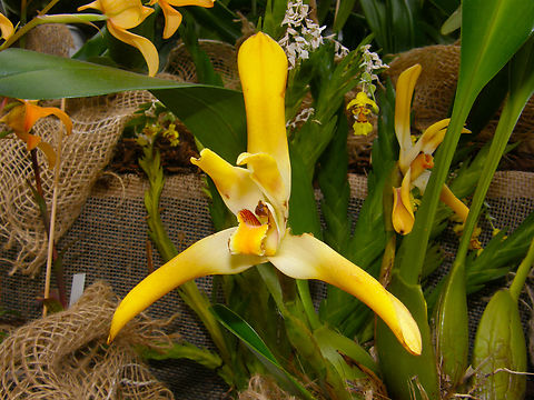 Maxillaria luteoalba Orchid exhibit in the Botanical Garden of Leuven, Belgium.  Belgium,Geotagged,Maxillaria luteoalba,Maxillaria luteoalba orchid,Spring