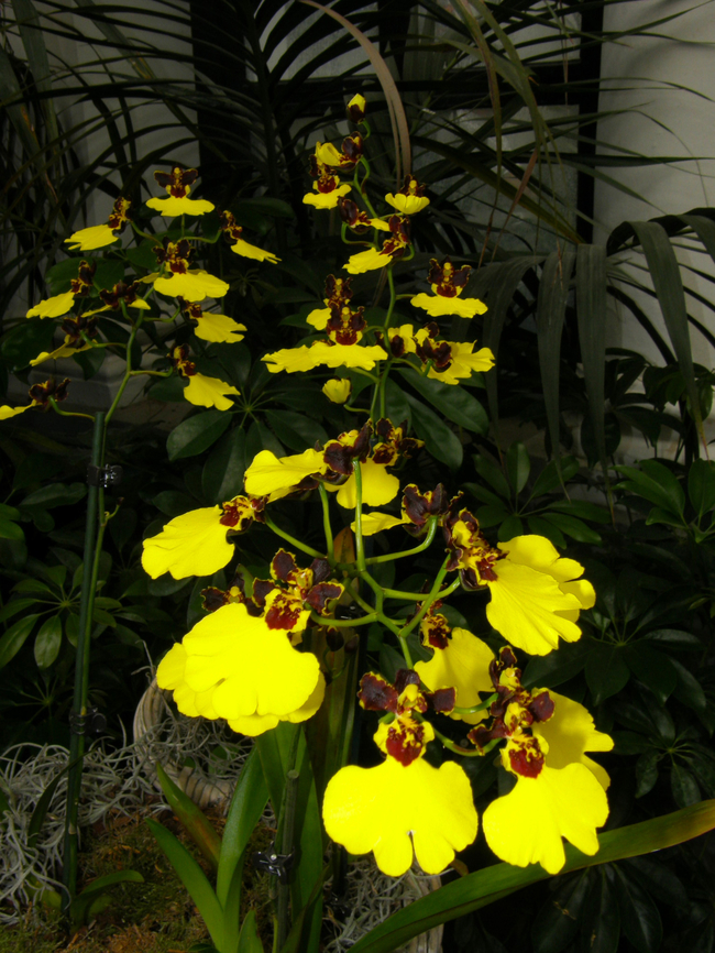 The Splendid Oncidium - Oncidium insigne Orchid exhibit in the Botanical Garden of Leuven, Belgium.  Belgium,Geotagged,Oncidium insigne,Spring,The Splendid Oncidium