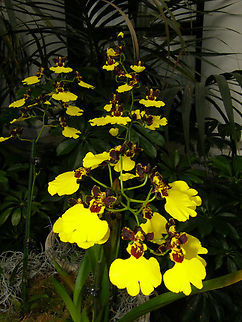The Splendid Oncidium - Oncidium insigne Orchid exhibit in the Botanical Garden of Leuven, Belgium.  Belgium,Geotagged,Oncidium insigne,Spring,The Splendid Oncidium