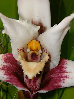 Sander's Maxillaria - Maxillaria sanderiana Orchid exhibit in the Botanical Garden of Leuven, Belgium.  Belgium,Geotagged,Maxillaria sanderiana,Sander's Maxillaria,Spring