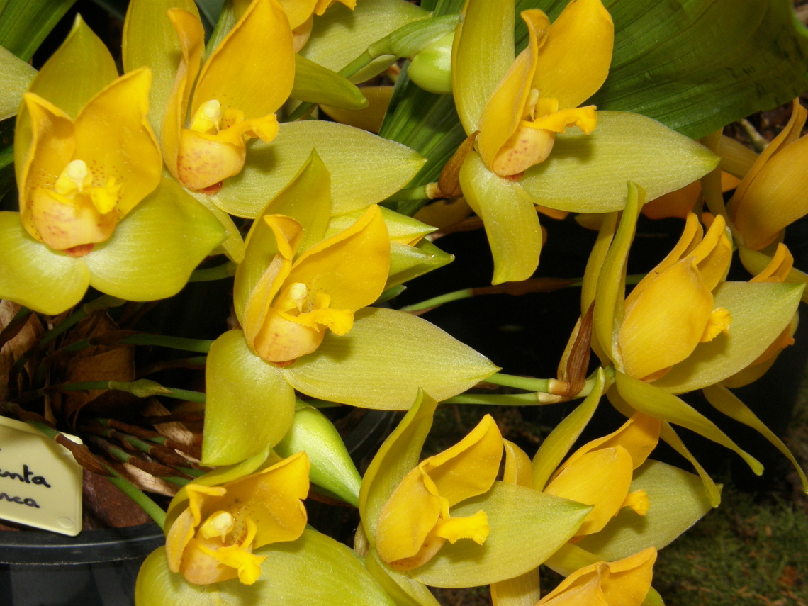 Lycaste cruenta var. sulphurea Orchid exhibit in the Botanical Garden of Leuven, Belgium.  Belgium,Geotagged,Lycaste cruenta,Spring