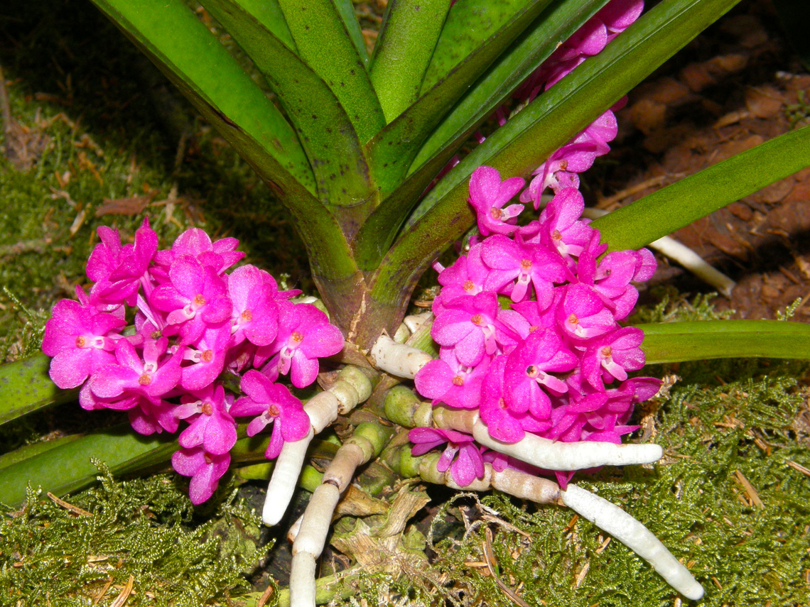 Vanda/Ascocentrum ampullaceum Orchid exhibit in the Botanical Garden of Leuven, Belgium.  Belgium,Geotagged,Spring,Vanda ampullacea
