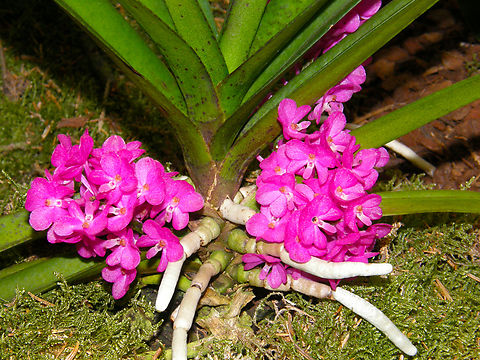 Vanda/Ascocentrum ampullaceum Orchid exhibit in the Botanical Garden of Leuven, Belgium.  Belgium,Geotagged,Spring,Vanda ampullacea